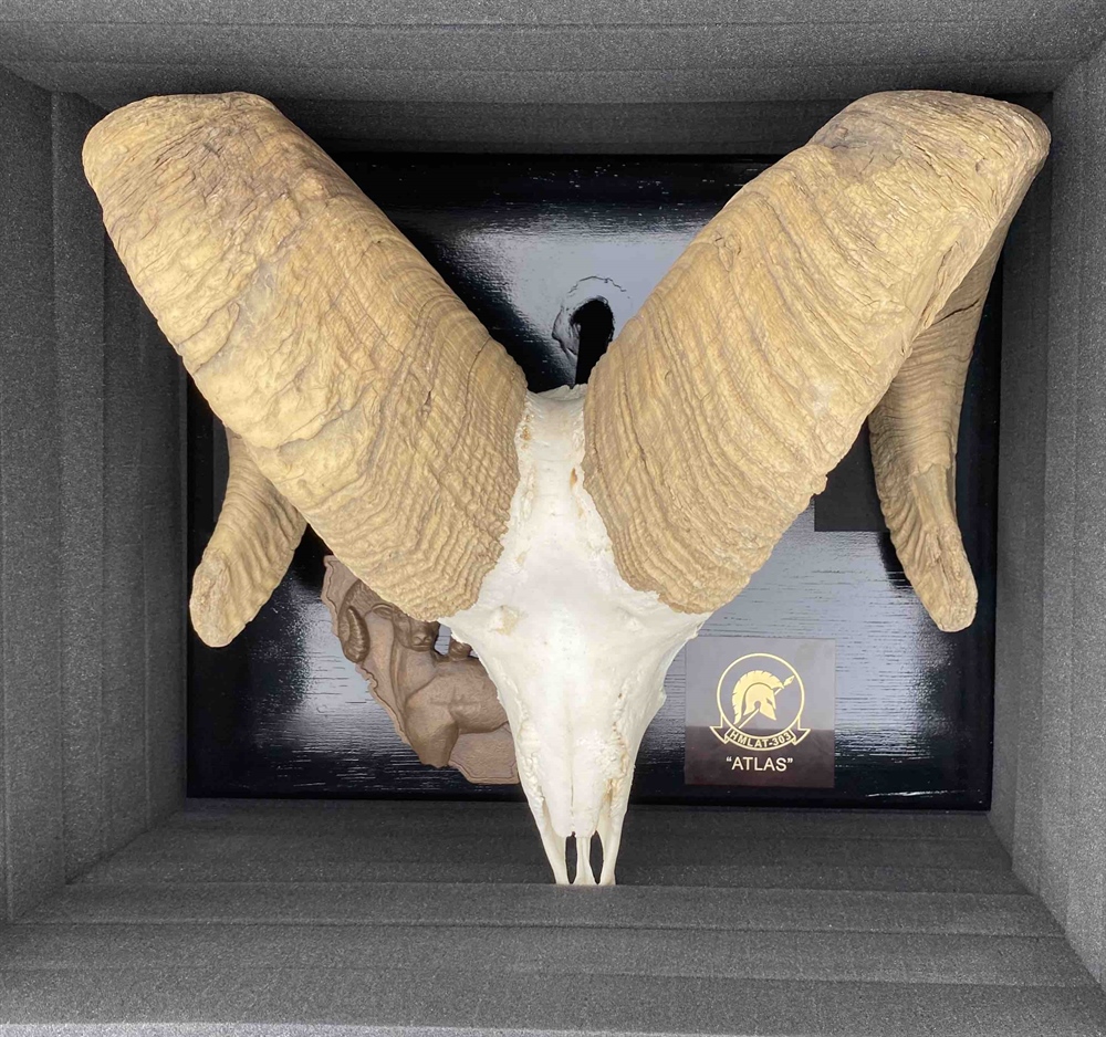 BHA recognizes USMC Squadron with Plaque and Ram Skull