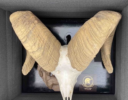 BHA recognizes USMC Squadron with Plaque and Ram Skull