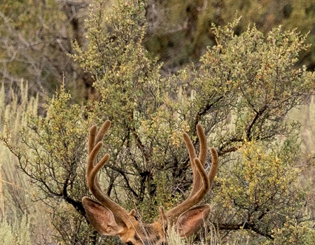Nevada Legislative Update - May 2023