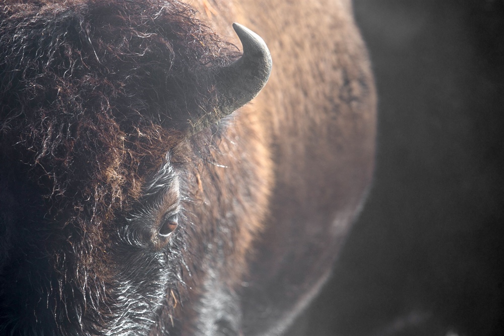 Return of the Buffalo