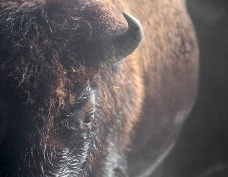Return of the Buffalo