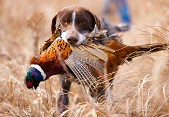 LETTER: Montana BHA comments Re: Implementation of SB 280 - Bird Dog Training Licenses and Season Proposal