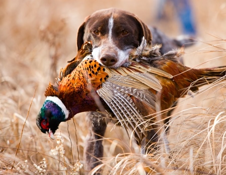 LETTER: Montana BHA comments Re: Implementation of SB 280 - Bird Dog Training Licenses and Season Proposal