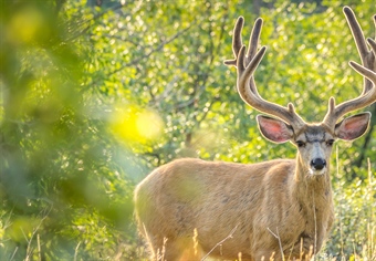 Deschutes Mule Deer Inventory UPDATE: May 2023
