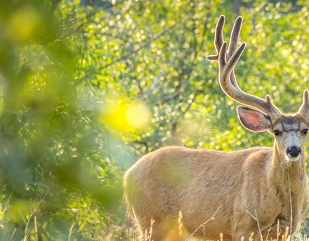 Deschutes Mule Deer Inventory UPDATE: May 2023
