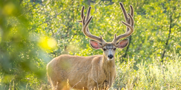 Deschutes Mule Deer Inventory UPDATE: May 2023