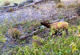 LETTER: Montana BHA comments in support of Marshall Mountain Community Forest and Mountain Park