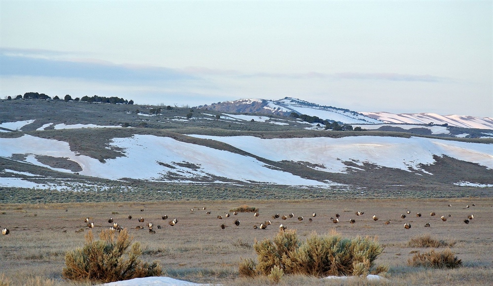Northwest Colorado Fence Pulling & Greater Sage Grouse Leks Viewing