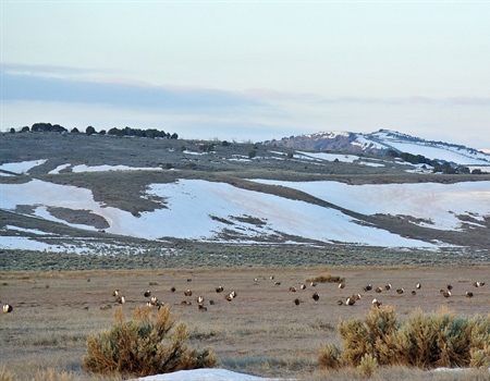 Northwest Colorado Fence Pulling & Greater Sage Grouse Leks Viewing