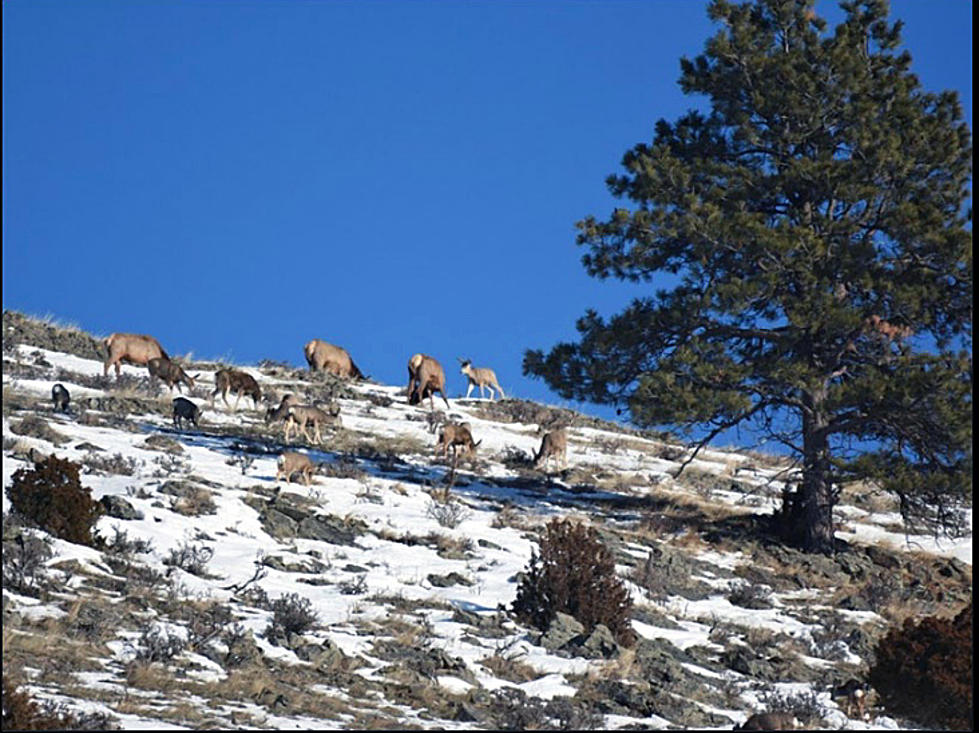 Gov's Amendments Triple Elk Licenses Given to Nonresident Landowners