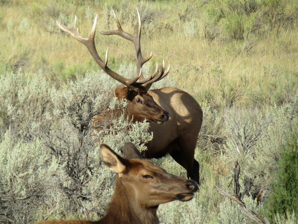 Colorado Backcountry Hunters & Anglers  Increase Reward For Illegal Trail Construction  (Help Stop Trail Building “Free-For-All”)