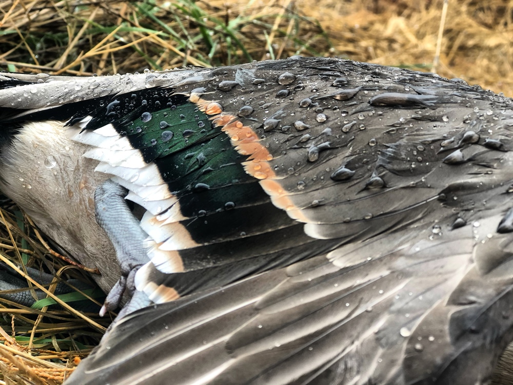 TPWD Passes 2023-24 Hunting Regulations