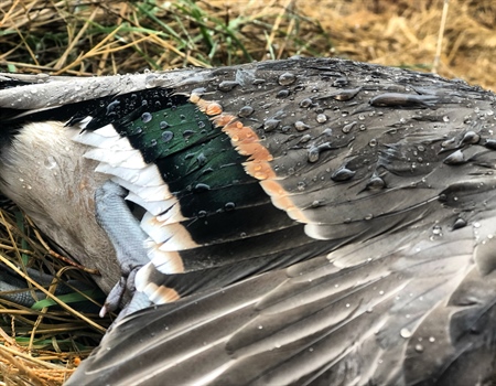 TPWD Passes 2023-24 Hunting Regulations
