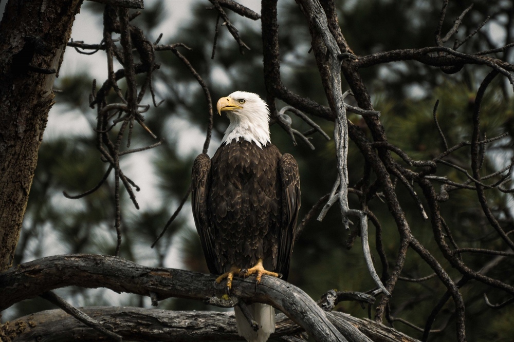 Recovering America’s Wildlife Act Introduced in 118th Congress