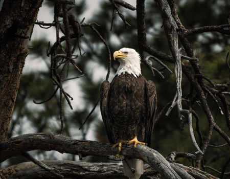 Recovering America’s Wildlife Act Introduced in 118th Congress