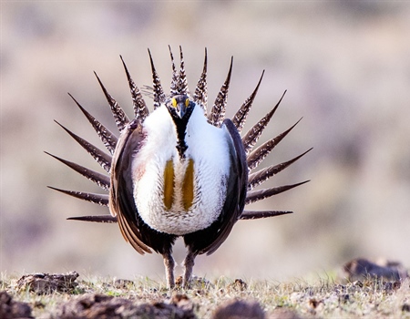 Oregon's Adopt-A-Lek Program