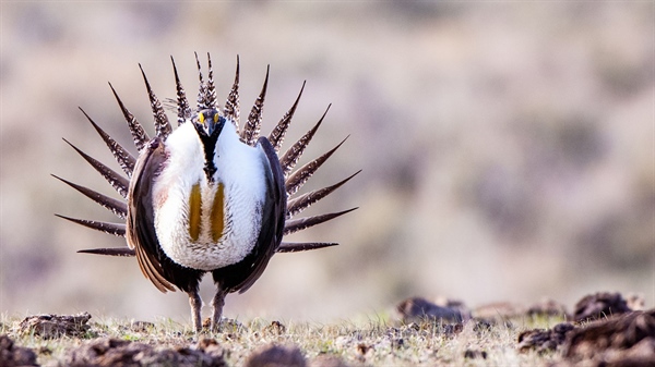 Oregon's Adopt-A-Lek Program