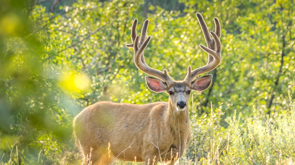 Deschutes County Mule Deer Inventory Update: Public Information Sessions Next Week!