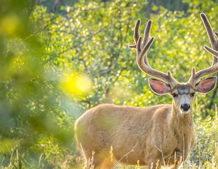 Deschutes County Mule Deer Inventory Update: Public Information Sessions Next Week!