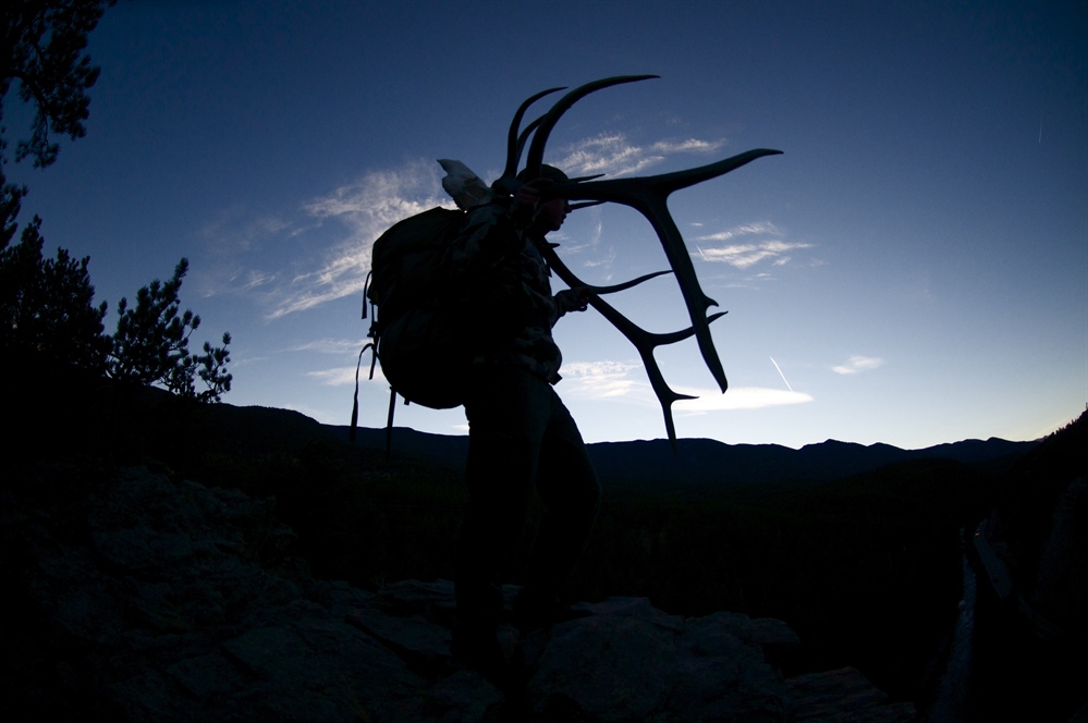 Bill to Give Elk Licenses to nonresident Landowners Splits Sportsmen's Community