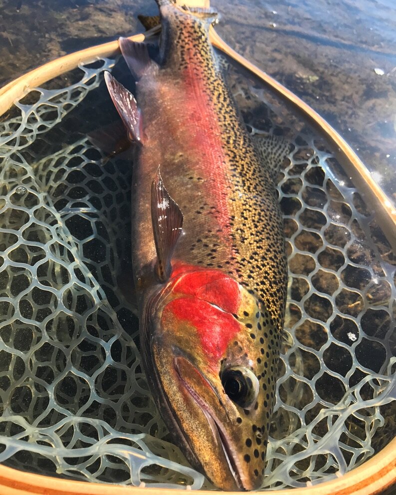 Proposed Rare Earth Mine Would Sit Along the Headwaters of a Legendary Montana Trout Stream
