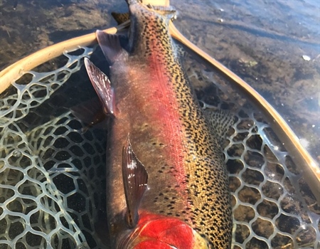 Proposed Rare Earth Mine Would Sit Along the Headwaters of a Legendary Montana Trout Stream