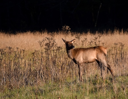 Utah Legislature Approves Funding for Wildlife Crossings