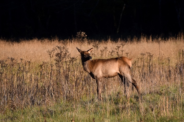 Utah Legislature Approves Funding for Wildlife Crossings