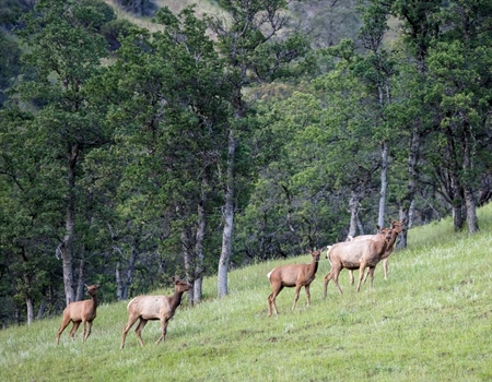 Legislation Introduced to Expand Berryessa Snow Mountain National Monument