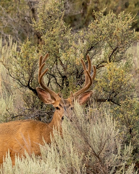 LETTER: Fully Fund Wildlife Crossings and AB 112