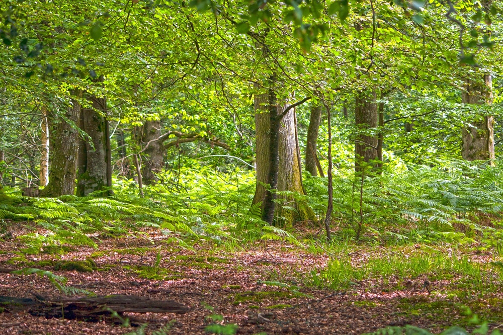 New England BHA Opposes Restricting Public Forest Management in RI