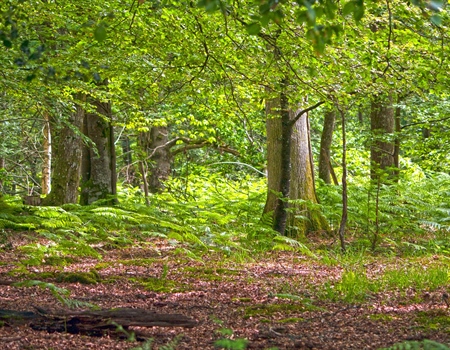 New England BHA Opposes Restricting Public Forest Management in RI