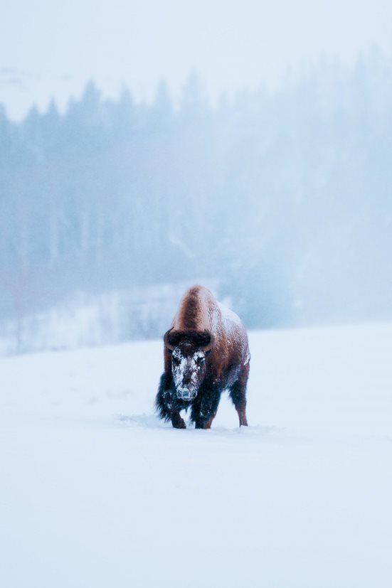 Bison Reintroduction Prioritized in Admin Plan for Public Lands Resiliency