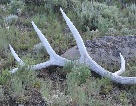 Dem's Bill Would Ensure Shed Hunters Can Be Prosecuted for Trespassing