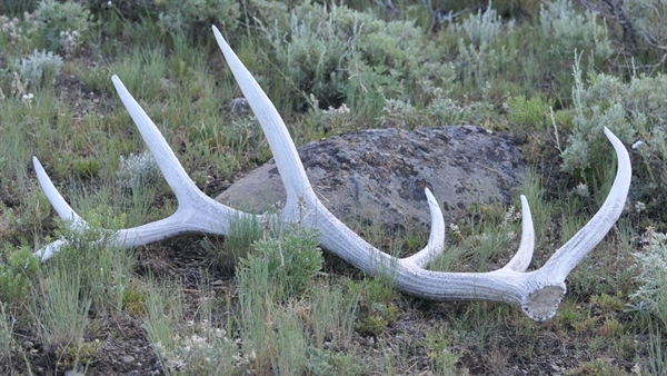 Dem's Bill Would Ensure Shed Hunters Can Be Prosecuted for Trespassing