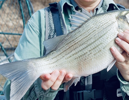 Texas Spring Spawn Report