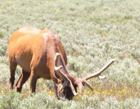 Bill awards large nonresident landowners with big game combination hunting licenses