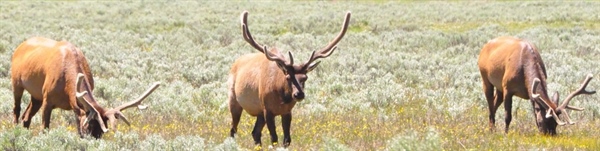 Bill awards large nonresident landowners with big game combination hunting licenses