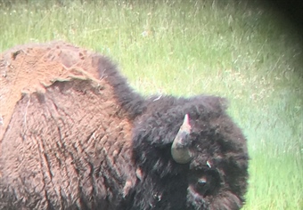 Bill seeks landowner preference for bison tags as big hunting season continues outside Yellowstone