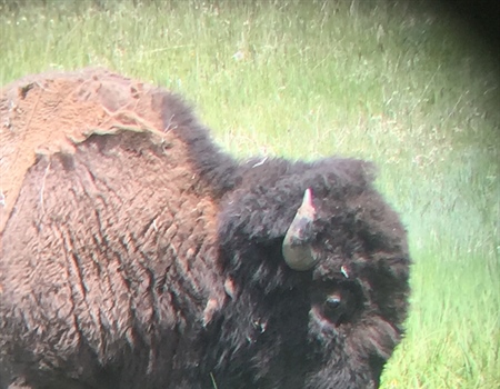 Bill seeks landowner preference for bison tags as big hunting season continues outside Yellowstone