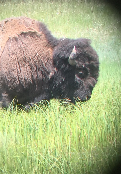 Bill seeks landowner preference for bison tags as big hunting season continues outside Yellowstone