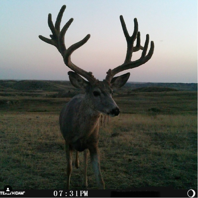Bill bans sale of public land trail camera images for hunting