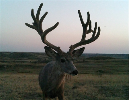 Bill bans sale of public land trail camera images for hunting