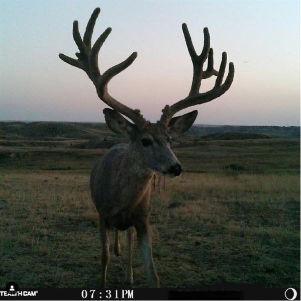 Bill bans sale of public land trail camera images for hunting