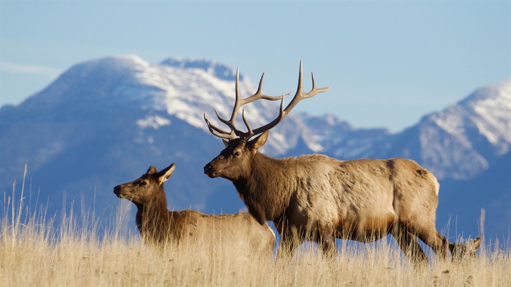 Western Hunting for Texans
