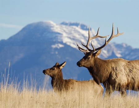 Western Hunting for Texans