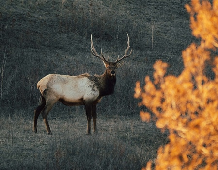Bill would reduce hunting, fishing license costs for some nonresidents