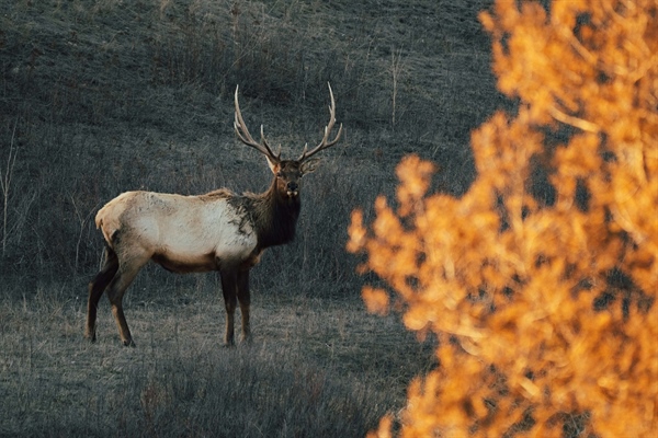 Bill would reduce hunting, fishing license costs for some nonresidents