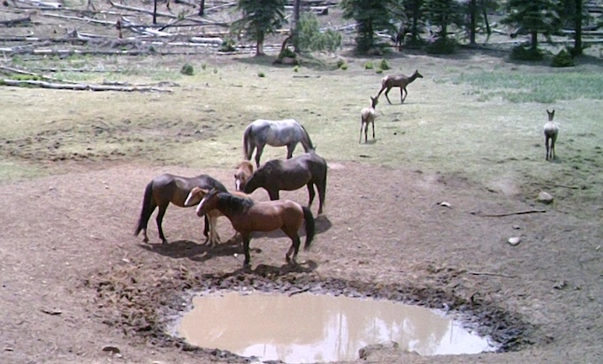 AZ BHA Monitors Bill Aimed at Feral Horse Protections
