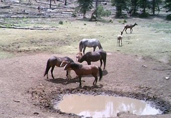 AZ BHA Monitors Bill Aimed at Feral Horse Protections
